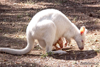 Albino kangaroo born in Tashkent Zoo