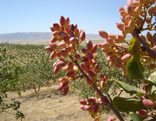 First website dedicated to pistachios in Central Asia launched