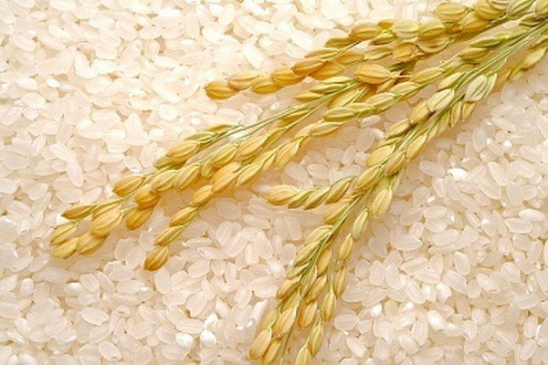 Uzbekistan to introduce subsidies for rice farmers