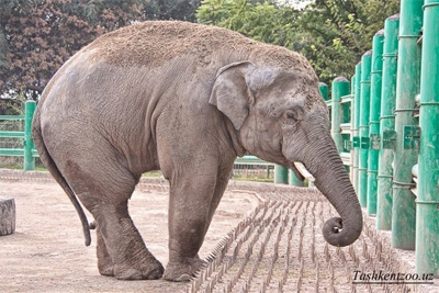 Elephant dies in Tashkent Zoo