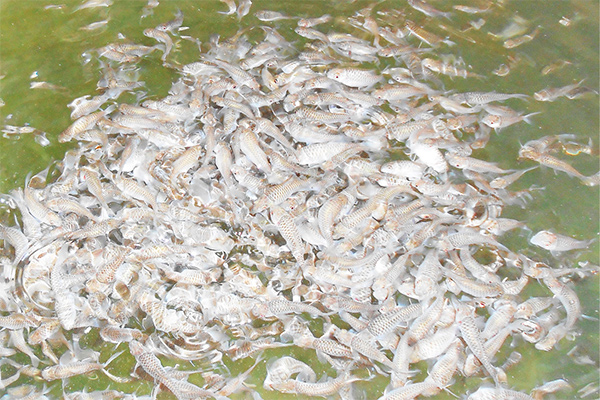 Uzbekistan studies experience of Malaysia in fish industry