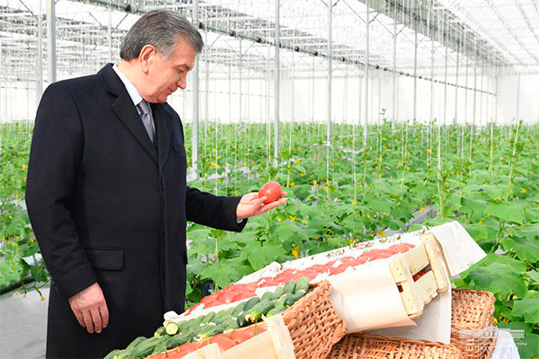 President of Uzbekistan visits hydroponic greenhouse in Syrdarya