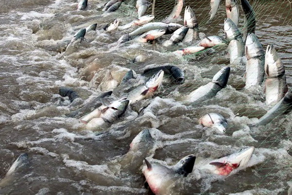 Some 6,669.5 tons of fish caught in Uzbekistan