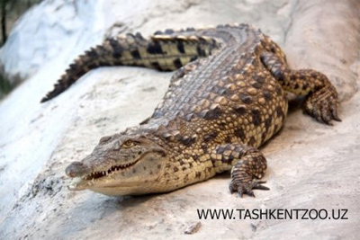 Tashkent Zoo receives new animals, birds