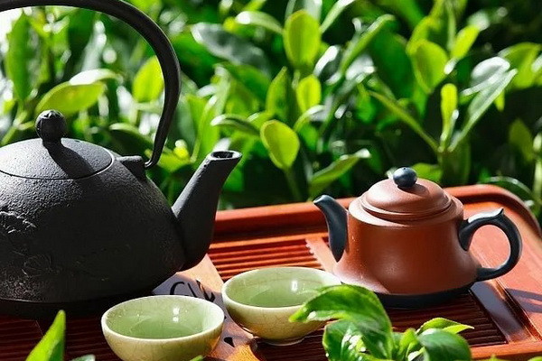 Japanese tea is grown in Uzbekistan