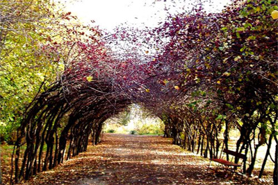 Uzbekistan approves Concept of Botanic Garden development