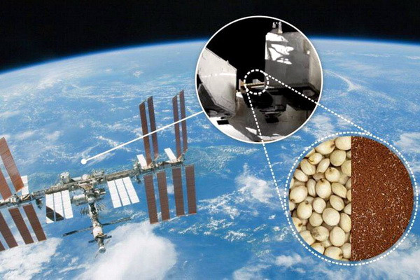 Seeds in Space: ‘Cosmic crops’ for food security and climate change adaptation