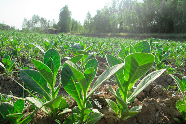 BAT Group decided to start deliveries of Uzbek tobacco raw materials to its factories in the EU
