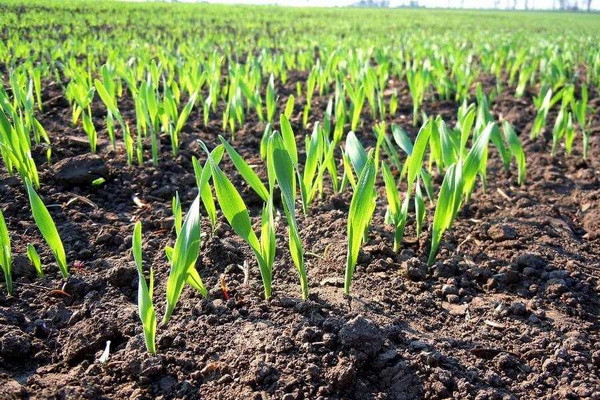 In some areas, educational and experimental sites to be created for sowing export-oriented and highly profitable crops