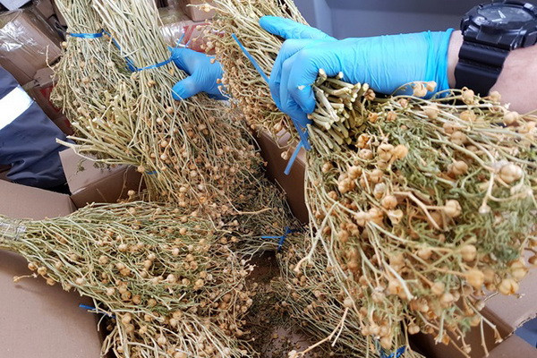 Novorossiysk customs officers found more than a ton of a drug-containing plant in a container from Uzbekistan