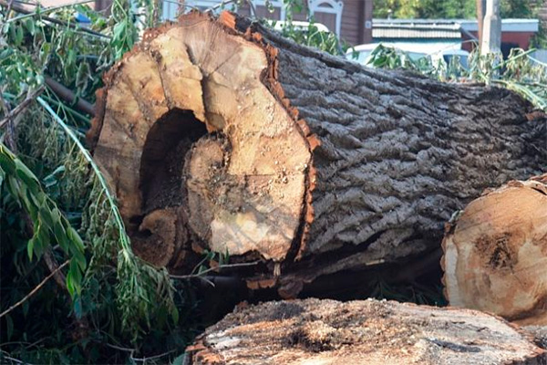 State Nature Committee will launch a register of permits for cutting trees