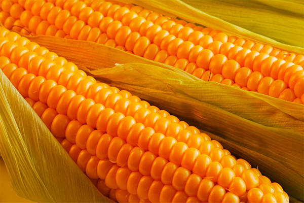 Tashkent Starch Plant starts its work