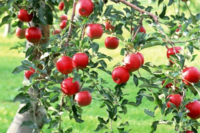 O‘zbekiston qancha olma import qilgan?
