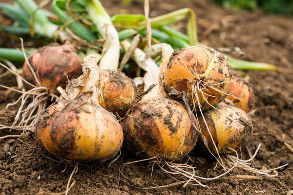 Onion harvesting starts in Surkhandarya