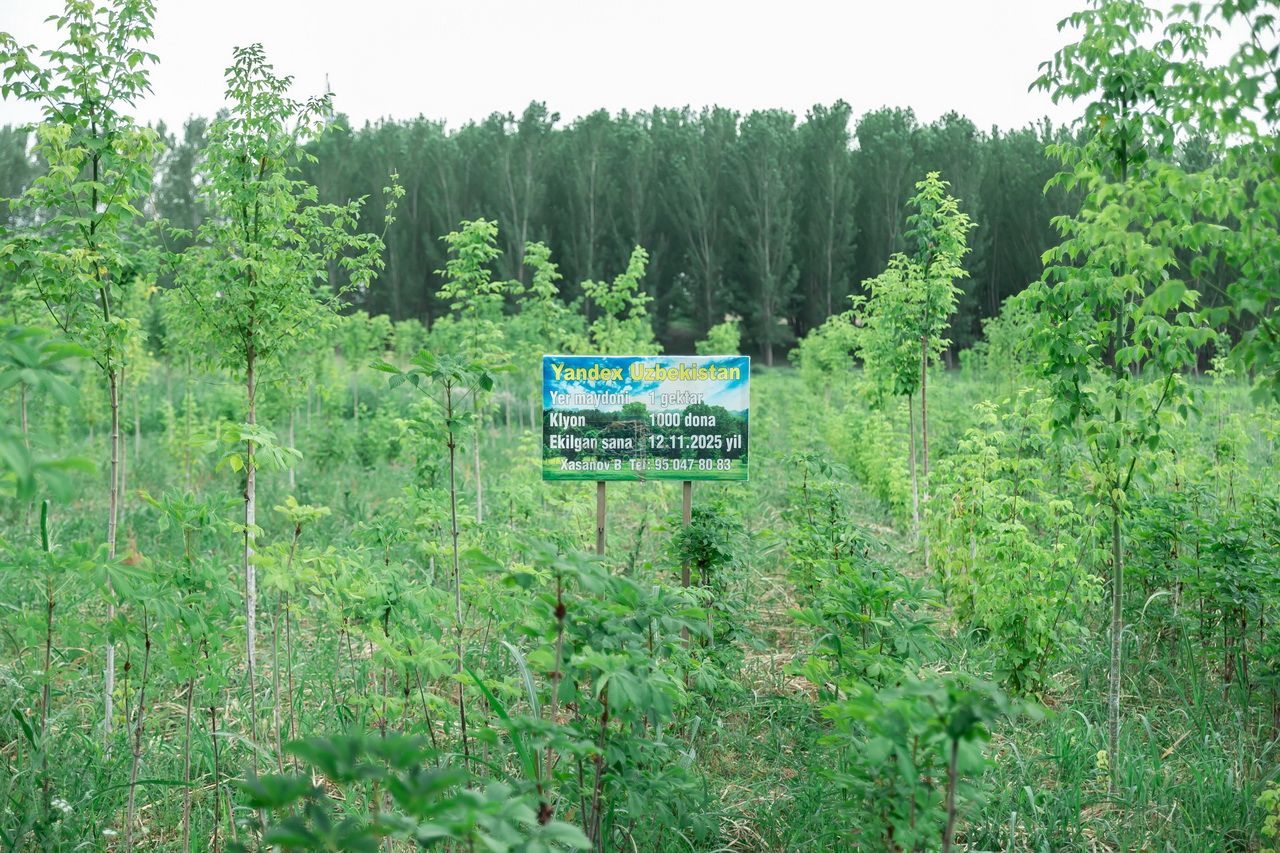 Yandex Uzbekistan Reports Results of Environmental Campaign