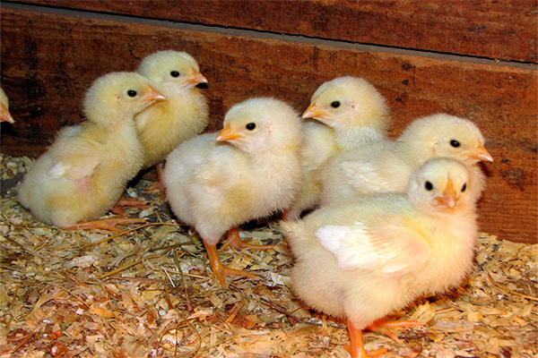 Poultry clusters to be created in Uzbekistan