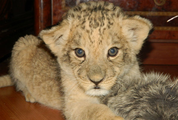 Eight-month-old lion found in Tashkent region